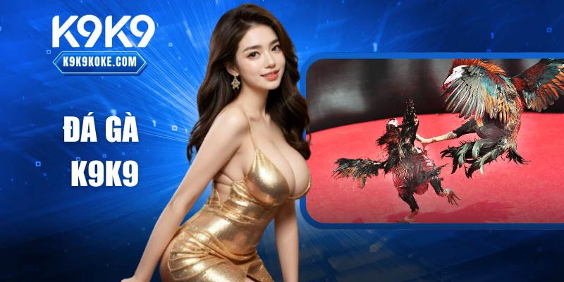 Đá Gà K9K9 Không Gian Thi Đấu Huyền Ảo Thu Hút Mạnh
